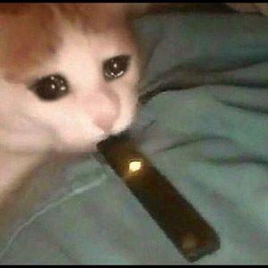 Meet your Posher, Avery